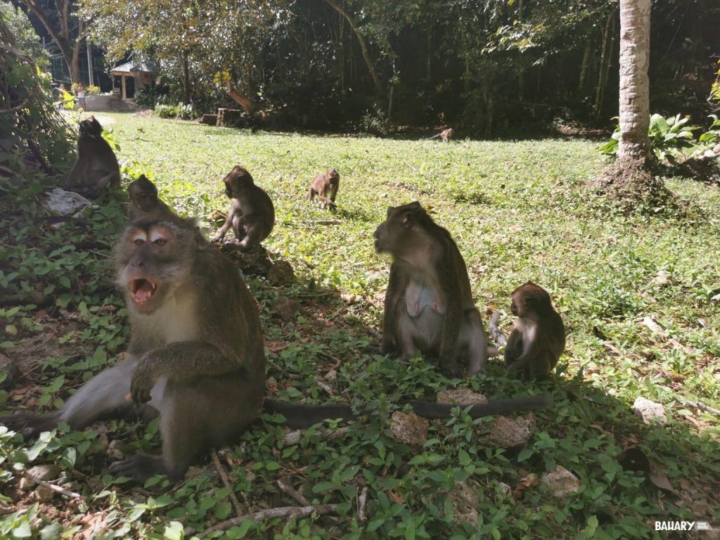 Bohol Tour Monos