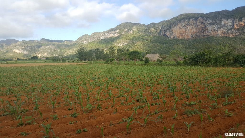 Excursiones BaharyTravels Valle de viñales