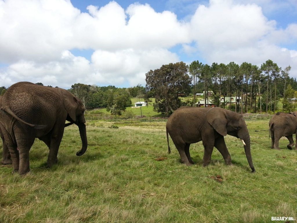 Mikumi National Park