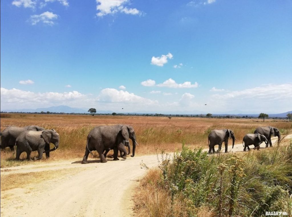 Mikumi National Park