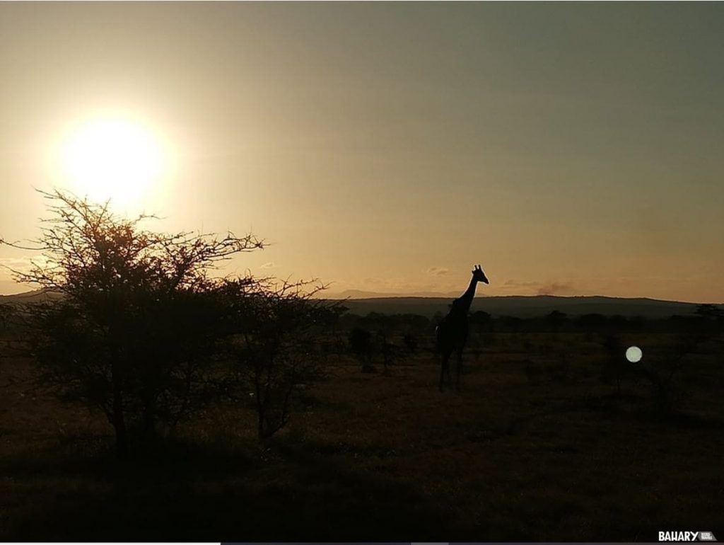 Mikumi National Park