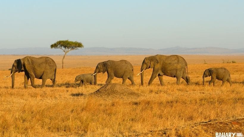 Elefantes en Mikumi National Park Tanzania