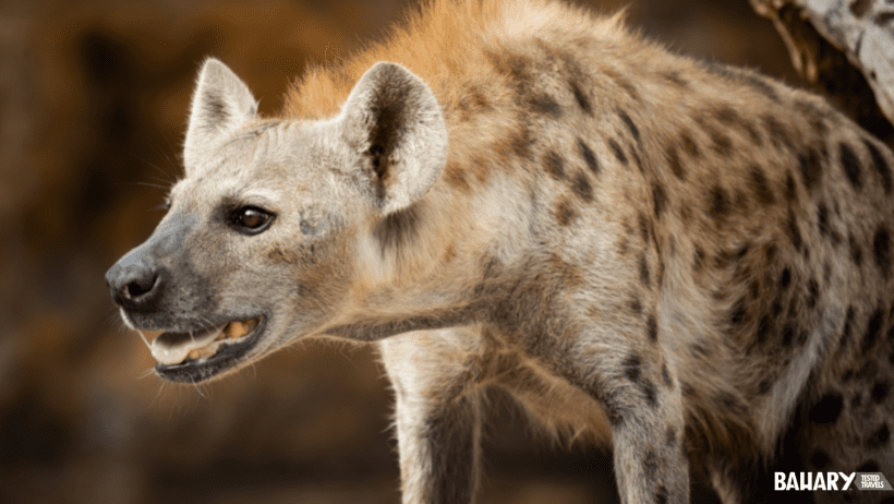 Hienas en el Safari de Mikumi National Park de Tanzania