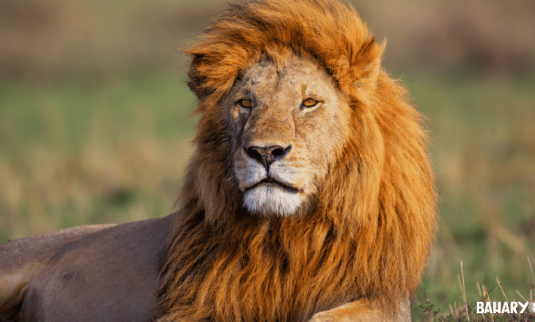 Leones en el Safari Mikumi National Park de Tanzania