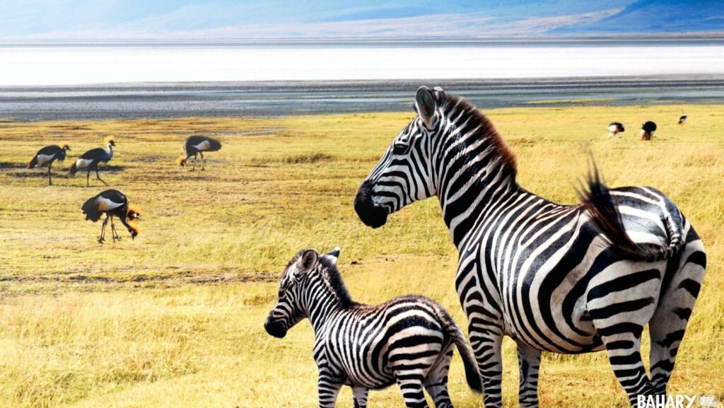 safaris en tanzania