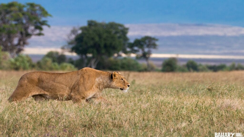 Leones Parque Nacional Ngorongoro