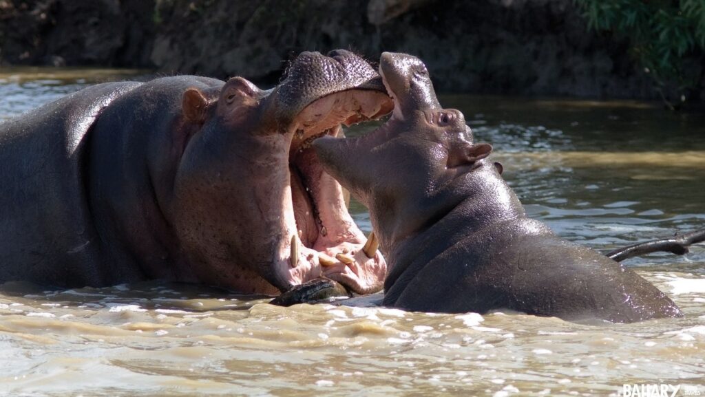 Hipopótamos en África