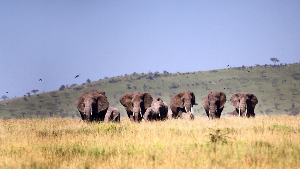 Safari Serengueti Elefantes