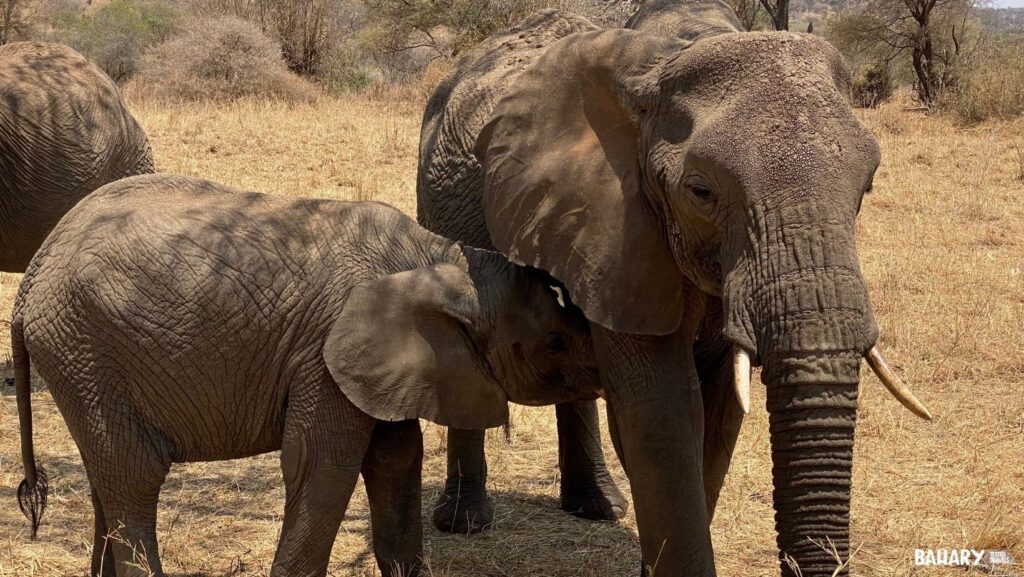 Elefantes en Tarangire National Park