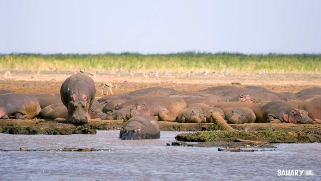 Animales en el Parque Nacional Manyara
