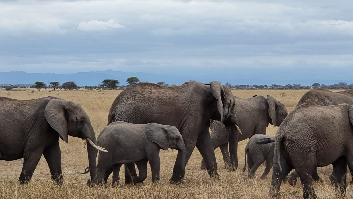 Elefantes en Tarangire Tanzania