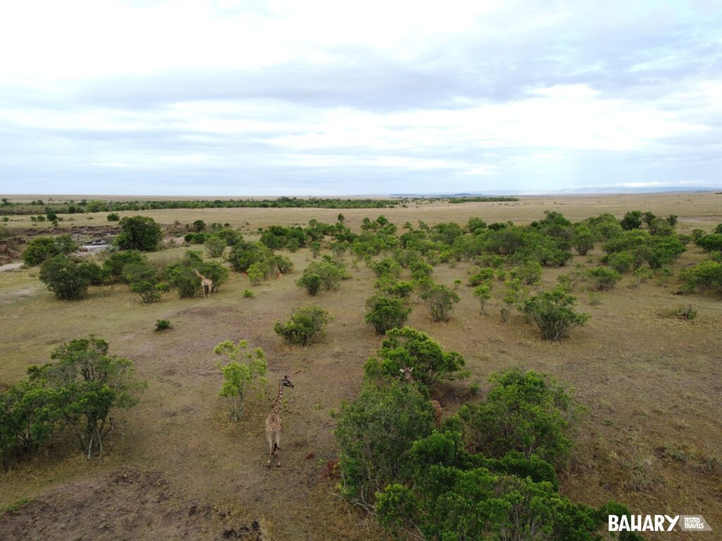 Safari en Kenia Masai Mara