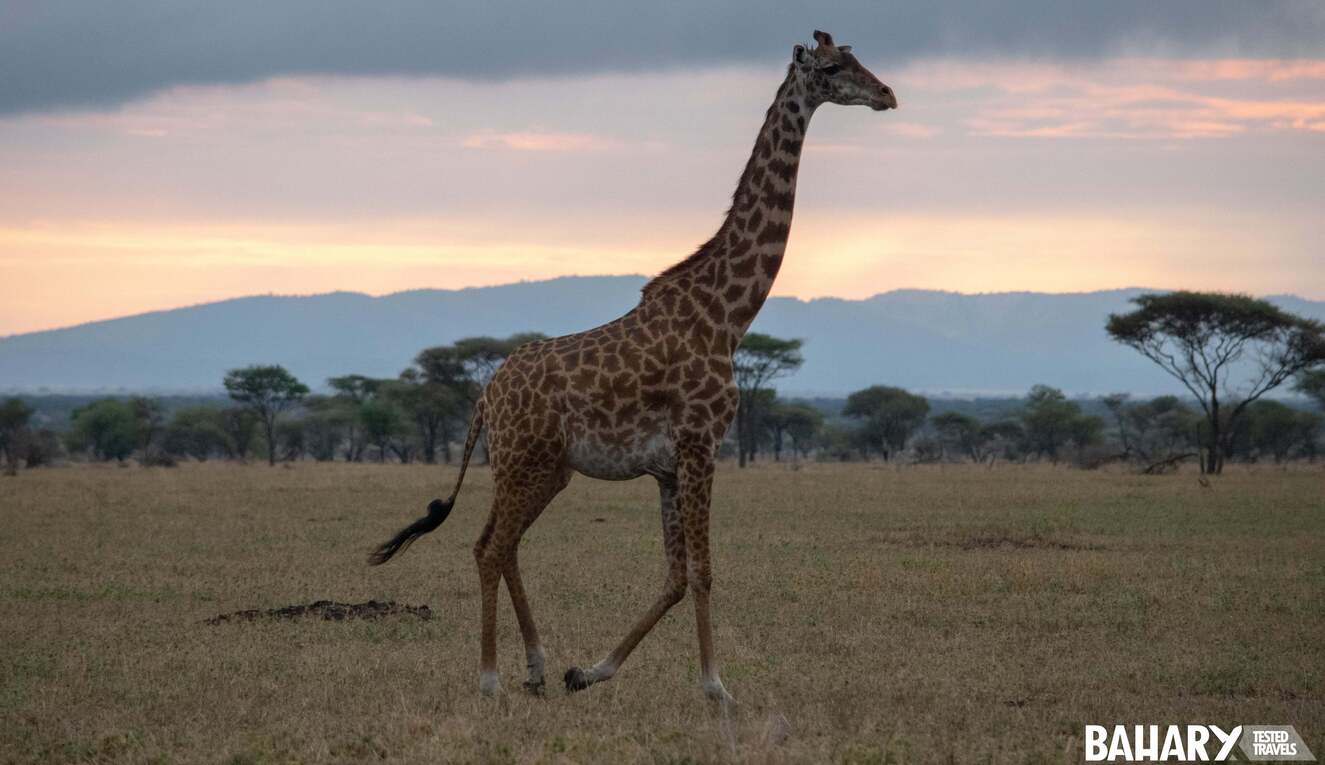 Safari en Masai Mara