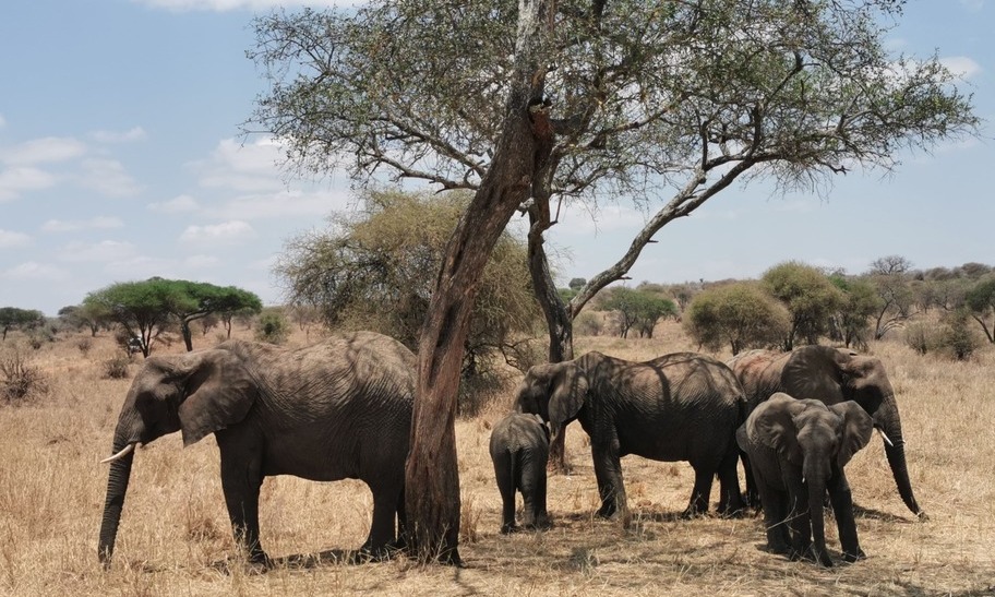 Safari en Parque Amboseli Kenia