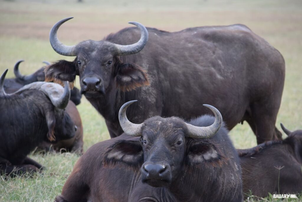Búfalos Reserva Soysambu