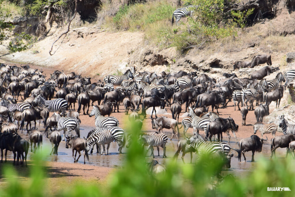 Masai Marai Migraciones Kenia