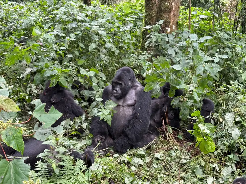 baharytravels-familia-gorilas-selva