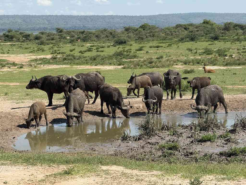 Queen-Elizabeth-Safari-Uganda