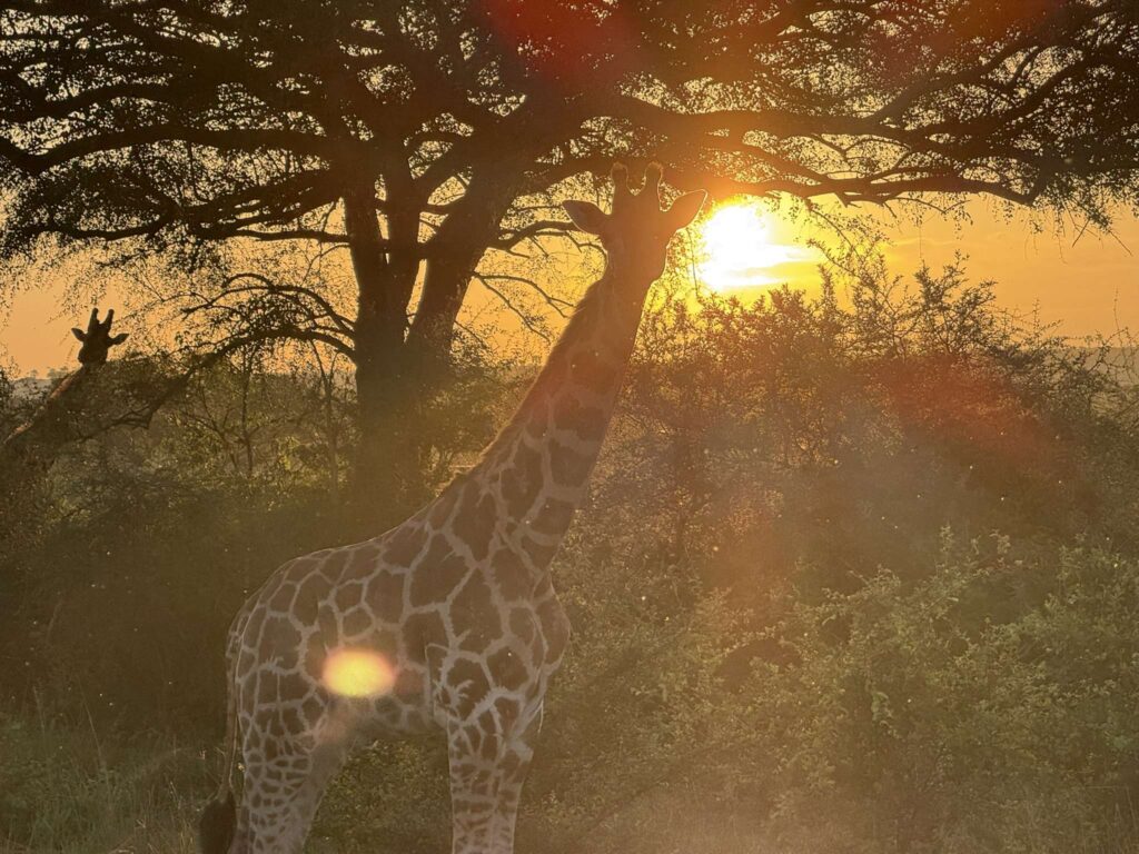 Safari-Uganda-Murchison-Falls-Bahary-Travels-Jirafas