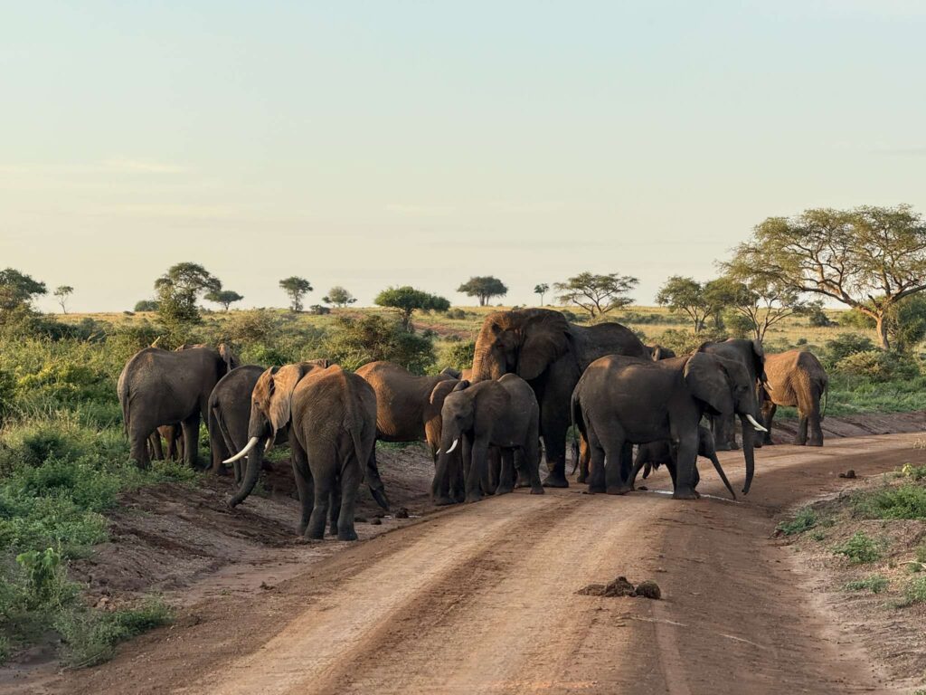 Safari-Uganda-Murchison-Falls-Bahary-Travels-elefantes