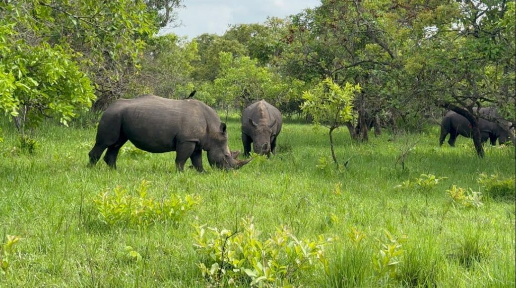 Ziwa Rhino Sanctuary-bahary-travels (1)