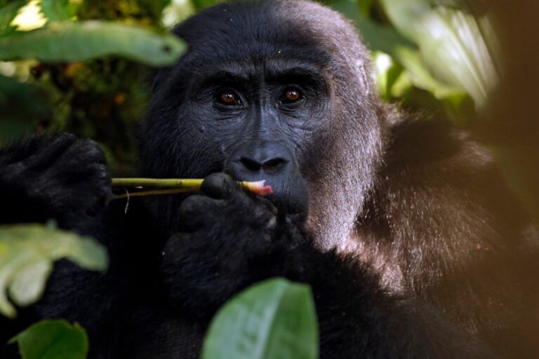 Gorilas de montaña en el Bosque Impenetrable de Bwindi durante un trekking en Uganda.