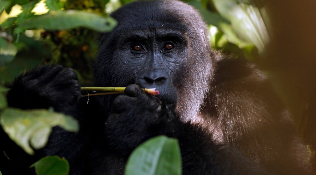 GORILAS-UGANDA-BWINDI- BAHARY-TRAVELS Gorilas de montaña en el Bosque Impenetrable de Bwindi durante un trekking en Uganda.