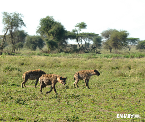Safaris en Tanzania - Animales salvajes